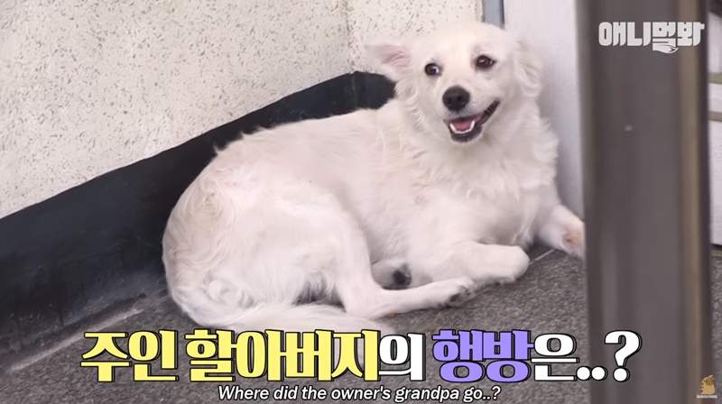 不管多久都會等你回來《守門小白狗》牠的主人去哪了?又為什麼沒回家? 不管多久都會等你回來《守門小白狗》牠的主人去哪了?又為什麼沒回家?