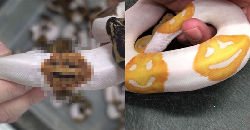 又一條《emoji笑臉蛇》！不過這一次笑到你心裡發寒......