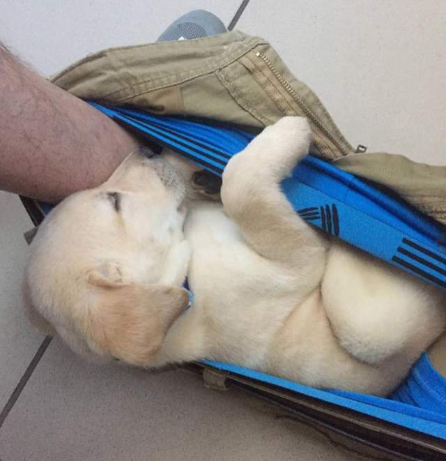 躺在這裡好安心♥《永遠睡在主人褲襠裡的狗狗》這隻狗一定沒有失眠困擾ww