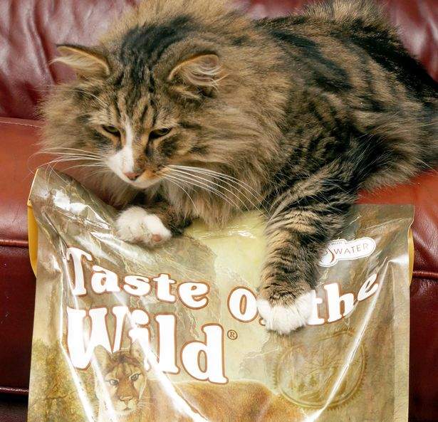 走失的貓《回家以後胖了一倍》迷路也要迷到對的地方