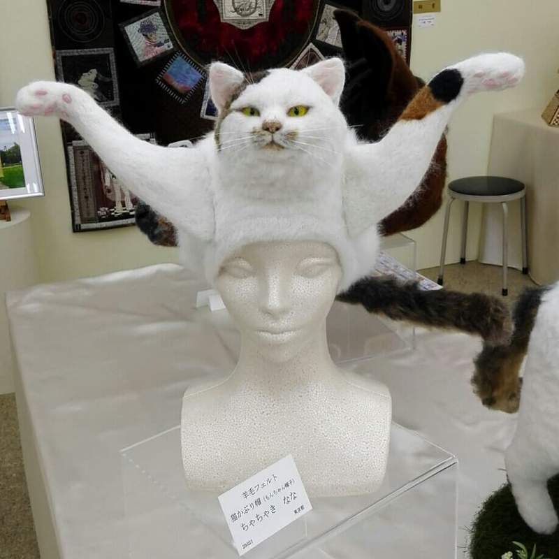 藝術學院展覽話題作品《貓帽子》哇～這戴上有半隻貓都在頭頂上了