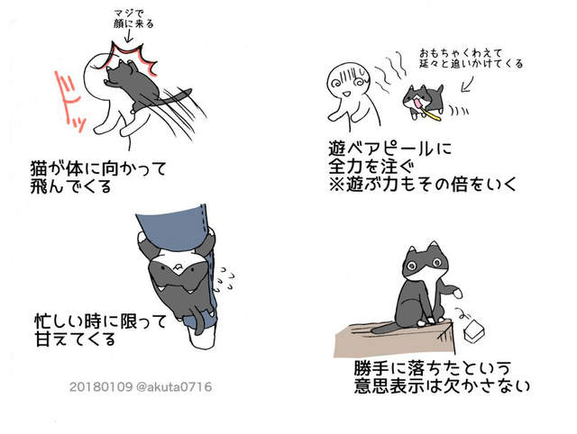 《養貓的辛苦》4張插畫道出所有喵飼主的心聲 《養貓的辛苦》4張插畫道出所有喵飼主的心聲