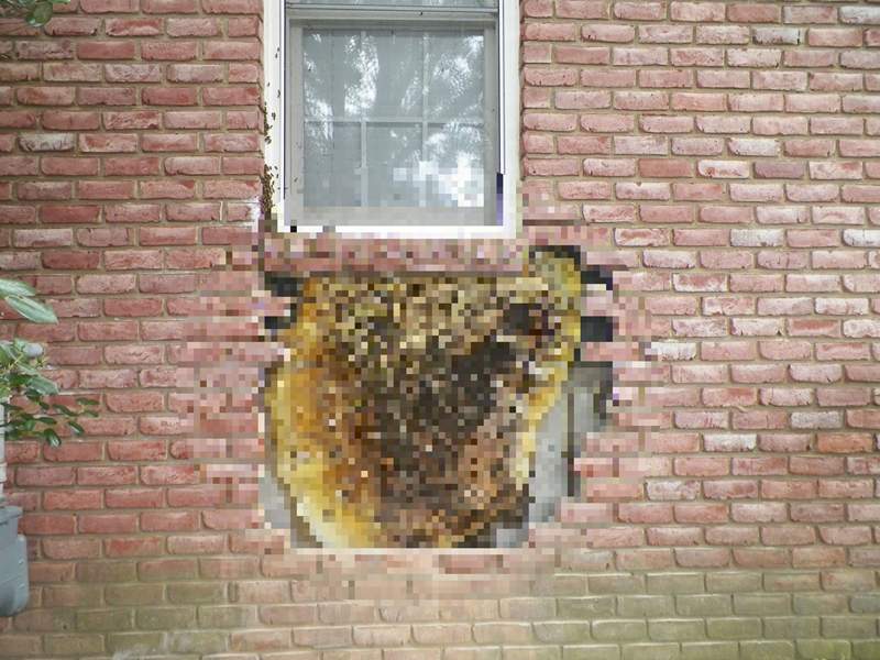 【閱覽注意】《牆壁裡的巨大蜂窩》養蜂人花了整整5小時才把蜂窩移除...