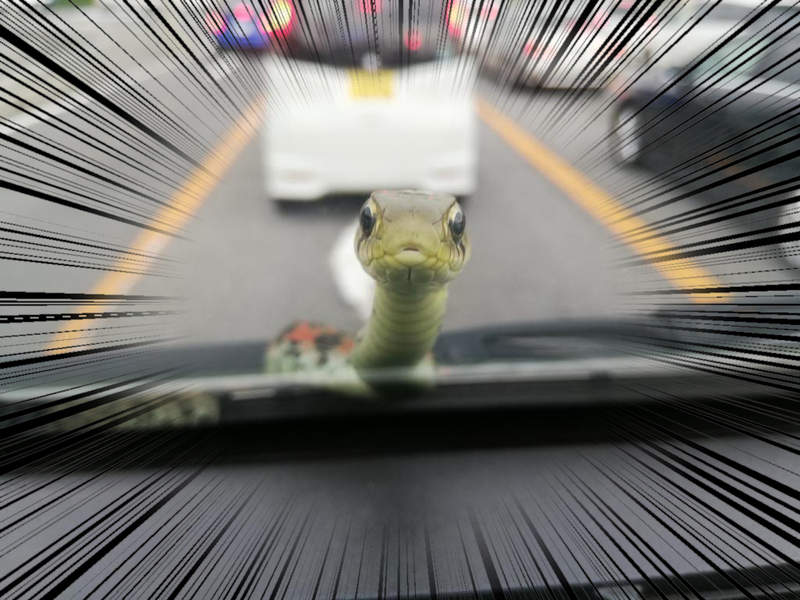 《與蛇兜風驚魂記》車開上路才發現原來這一路上我並不孤單...(⊙_⊙) 《與蛇兜風驚魂記》車開上路才發現原來這一路上我並不孤單...(⊙_⊙)