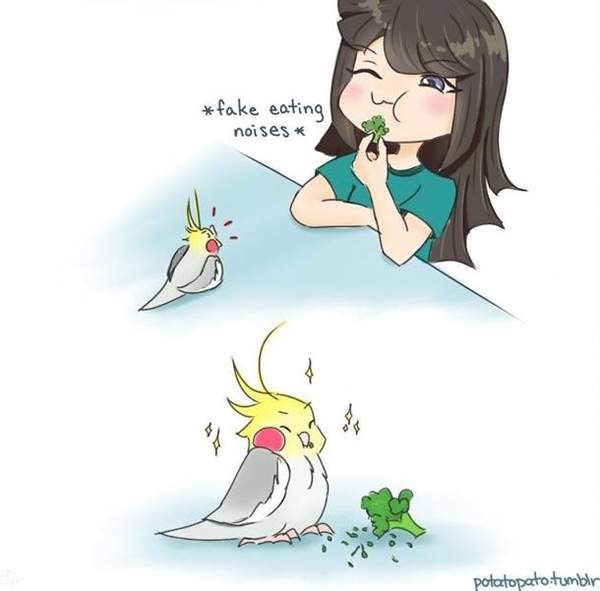 鳥奴必看的《鸚鵡飼育插畫》超可愛內容讓鳥奴都瘋狂啦～