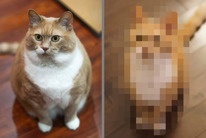 《瘦身有成的橘貓》一開始把貓養胖就丟棄真的太差勁QQ 《瘦身有成的橘貓》一開始把貓養胖就丟棄真的太差勁QQ