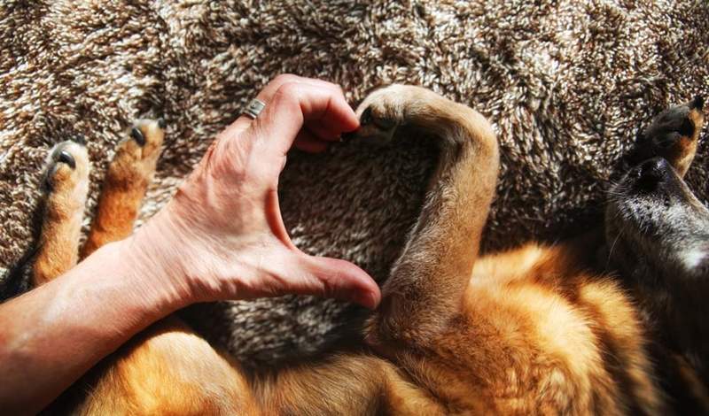 網友討論《動物做過的暖心事》有時候牠們比親朋好友還關心你♥