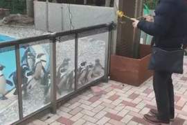 《被溜溜球吸引的企鵝》大家一起跟著搖頭晃腦好療癒 《被溜溜球吸引的企鵝》大家一起跟著搖頭晃腦好療癒