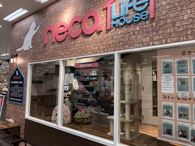 日本寵物店增設《認養專區》鼓勵認養盼能減少更多的動物安樂死 日本寵物店增設《認養專區》鼓勵認養盼能減少更多的動物安樂死