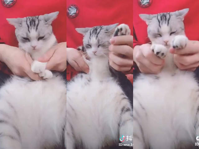 抖音《貓咪嗶哩跳海草舞》可愛到讓人也想抱家中的貓皇來試試看啊～