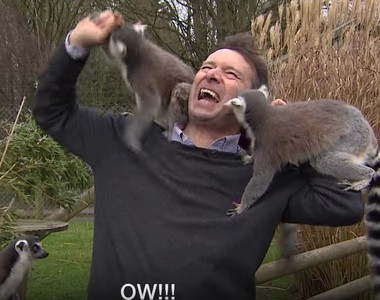 《記者變成動物新玩具》被狐猴圍攻模樣全球放送 《記者變成動物新玩具》被狐猴圍攻模樣全球放送
