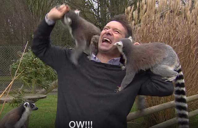 《記者變成動物新玩具》被狐猴圍攻模樣全球放送 《記者變成動物新玩具》被狐猴圍攻模樣全球放送