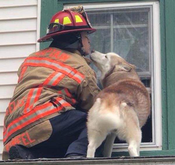 《被困屋頂上的哈士奇》其實玩得很開心並不想被救啊w