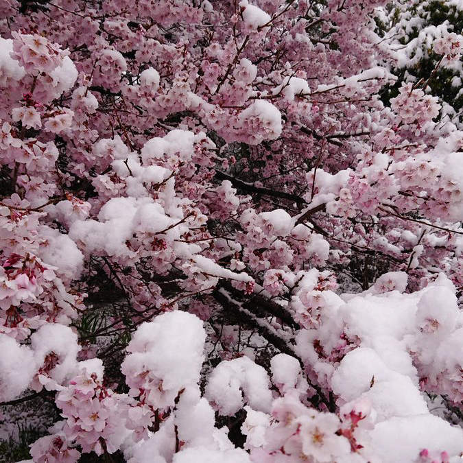 奇蹟美景《櫻花雪》日本關東突然來的4月雪,造就櫻花與白雪的美麗合演❤ 奇蹟美景《櫻花雪》日本關東突然來的4月雪,造就櫻花與白雪的美麗合演❤