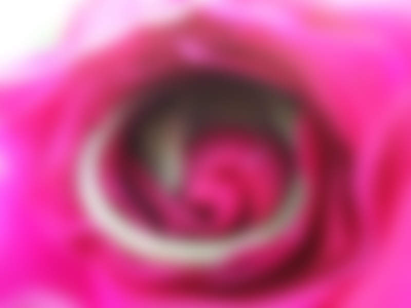 這畫面不得了《在玫瑰裡睡著的蜥蜴》宛如迪士尼場景的畫面就這樣出現了♥ 這畫面不得了《在玫瑰裡睡著的蜥蜴》宛如迪士尼場景的畫面就這樣出現了♥