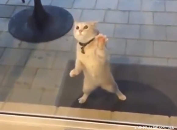 【有片】《與看不見敵人戰鬥的貓》貼著玻璃的空抓喵星人這就是超越人類的五倍速