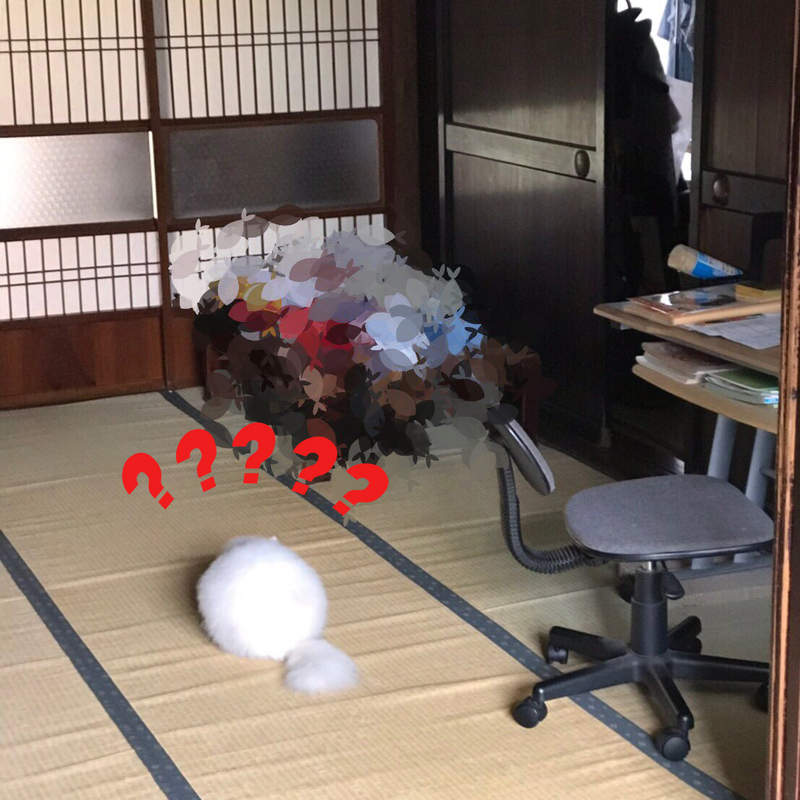 家中驚見《不明白色毛球》完全顛覆人類過去對貓這生物的認知...ww