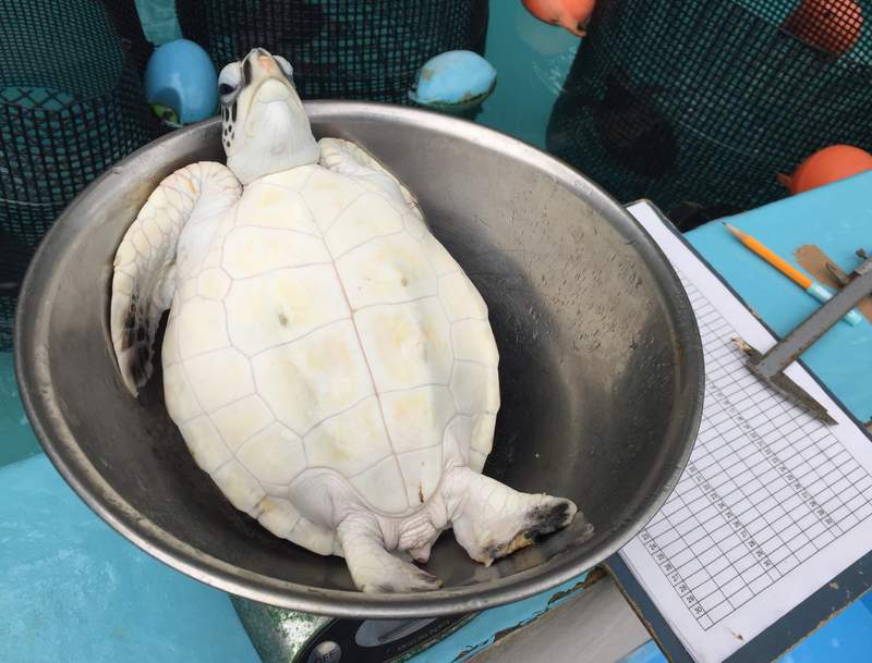 這不是料理畫面w《小海龜的體重測量》完全任你處置的覺悟表情萌翻推民❤