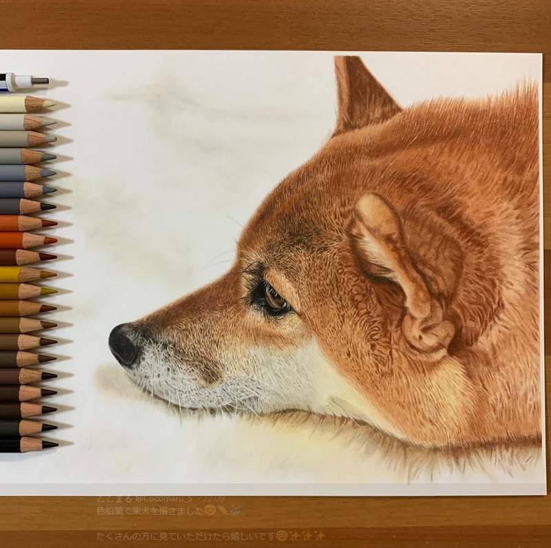 這個有神《網友用色鉛筆繪製的柴犬》不說還以為是在看照片(υ´Д`) 這個有神《網友用色鉛筆繪製的柴犬》不說還以為是在看照片(υ´Д`)