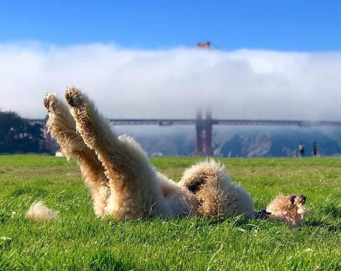 黃金獵犬x貴賓混血《黃金貴賓犬》巨型貴賓簡直像巨大泰迪熊一樣好抱