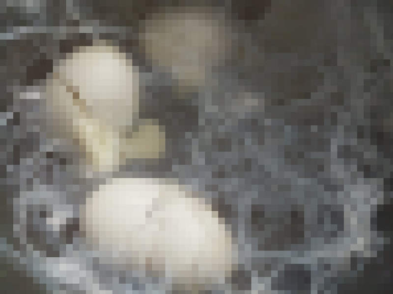 異形誕生!?《壓力鍋煮破掉的蛋》怎麼讓我憶起了小時候養的蠶寶寶... 異形誕生!?《壓力鍋煮破掉的蛋》怎麼讓我憶起了小時候養的蠶寶寶...