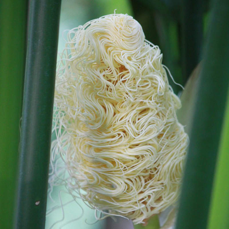 路邊驚見《野生拉麵》全世界最拉麵的植物就連枯萎後都像散落一地的麵條...