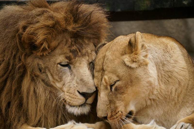 網友超有感《宛如真人夫妻般的獅子》床頭吵床尾和結了婚就像這樣子啊XD