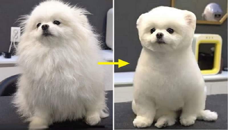 剪完水噹噹《寵物剪毛對比照》有些落差太大還以為抱錯狗回家w 剪完水噹噹《寵物剪毛對比照》有些落差太大還以為抱錯狗回家w