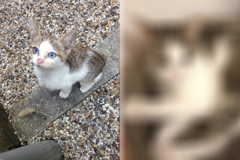 《流浪貓變家貓》充滿愛的完全室內飼育,喵也有了如此大的轉變❤ 《流浪貓變家貓》充滿愛的完全室內飼育,喵也有了如此大的轉變❤