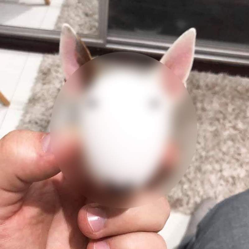 推特話題《牛頭梗換臉術》用這個換臉豪無違和阿w 推特話題《牛頭梗換臉術》用這個換臉豪無違和阿w