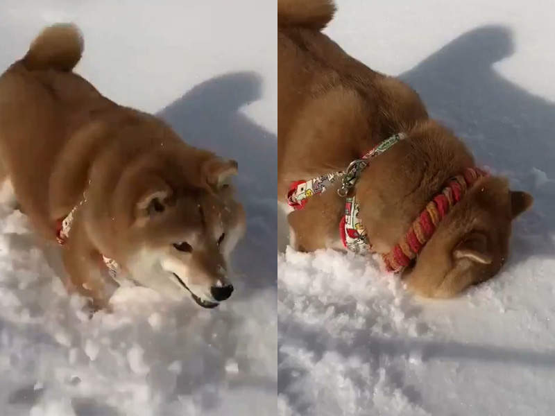 【有片】超治癒《柴柴一臉埋進雪堆》可愛的模樣想讓人無限重播 ❤