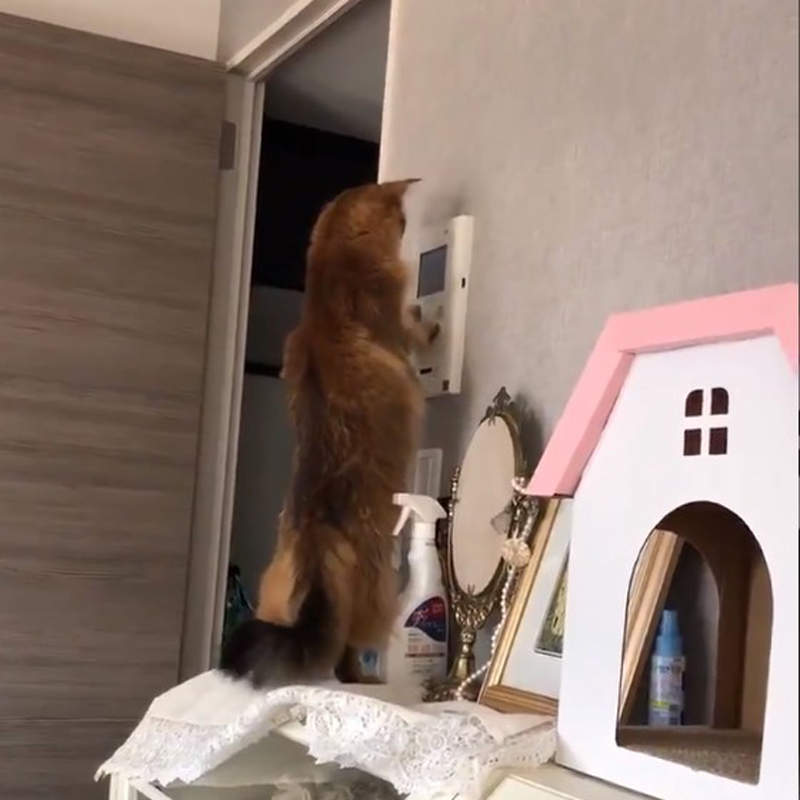 《戒備森嚴的警衛貓》擅自開啟警報感應，讓飼主連回家都遭受考驗ww