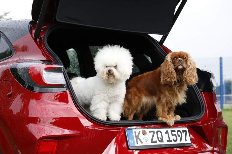 後車廂洗香香《Ford Puma》國際狗狗日大秀《MegaBox》實用空