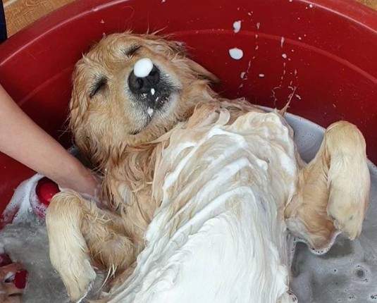 爽到翻掉《洗澡到睡著的汪星人》看畫面就知道這有多舒服惹(*´▽`*) 爽到翻掉《洗澡到睡著的汪星人》看畫面就知道這有多舒服惹(*´▽`*)