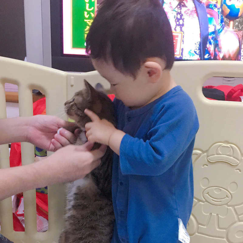 《貓跟小孩比身高的結果》下一秒喵牠使出大絕招讓小孩都驚呆... 《貓跟小孩比身高的結果》下一秒喵牠使出大絕招讓小孩都驚呆...