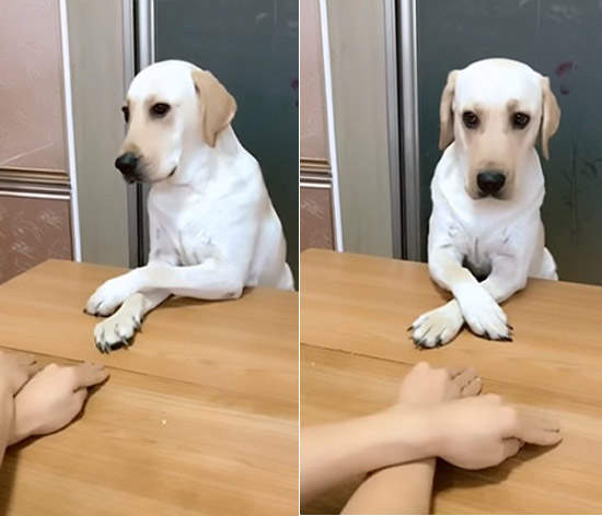 可愛就是正義《左右左右犬》會跟著主人這樣擺擺手真是太可愛了(^ω^) 可愛就是正義《左右左右犬》會跟著主人這樣擺擺手真是太可愛了(^ω^)