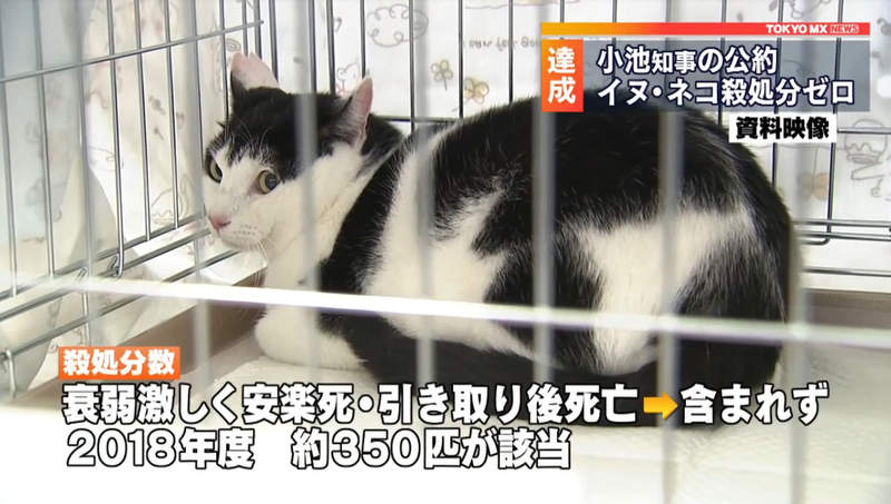 《養寵物比買寵物貴》反對安樂死發言惹議 前寵物店員呼籲沒錢買更不該收養……