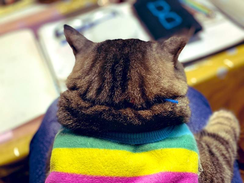 這萌點你懂嗎《寵物後腦勺照》刺激著你想親想一把抱住的可愛背影❤