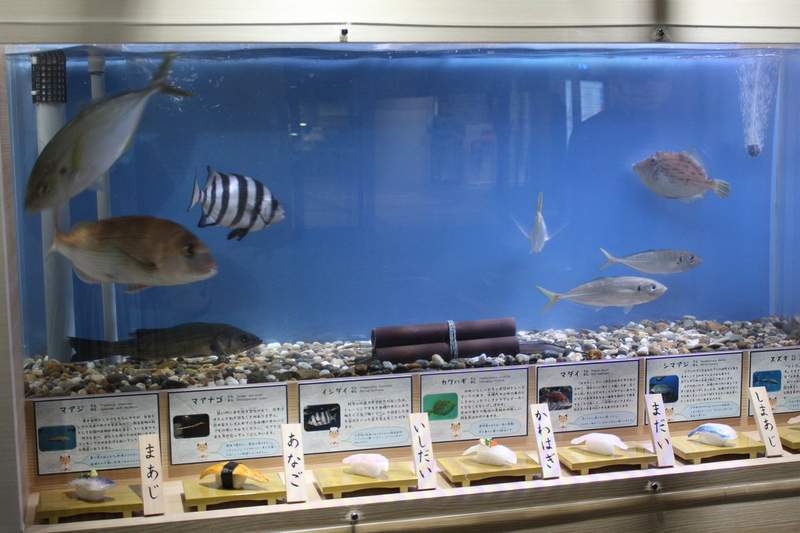 日本水族館《壽司料特展》把海中生物和做成壽司後的樣子一起展出...