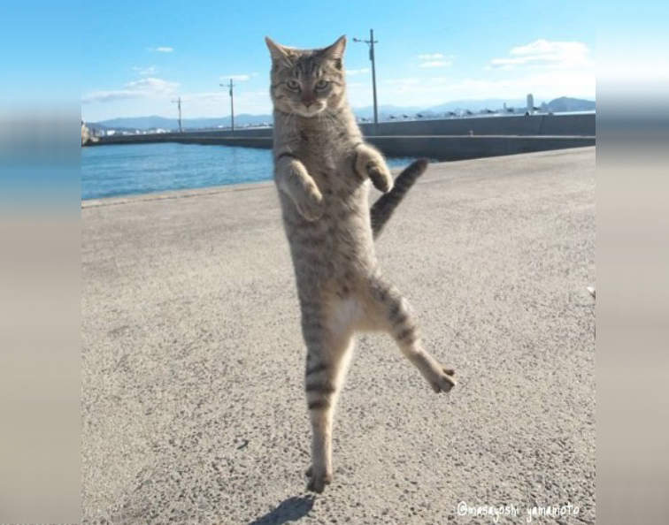 《站立貓寫真集》喵的勒其實偶可以用兩條腿走路好嗎XD 《站立貓寫真集》喵的勒其實偶可以用兩條腿走路好嗎XD