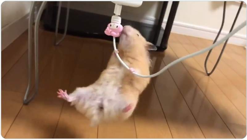 《爬充電線的倉鼠》明年倉鼠奧運或許可以考慮列入競技項目之一ww