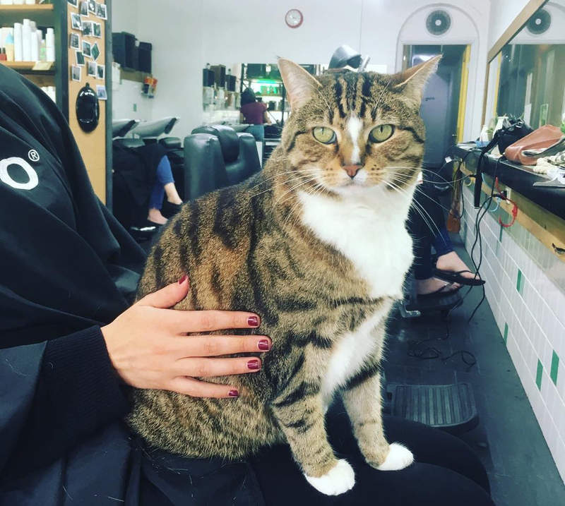 這個殺必死太犯規《理髮廳的貓》抱著貓理髮 那我會坐到變光頭... 這個殺必死太犯規《理髮廳的貓》抱著貓理髮 那我會坐到變光頭...