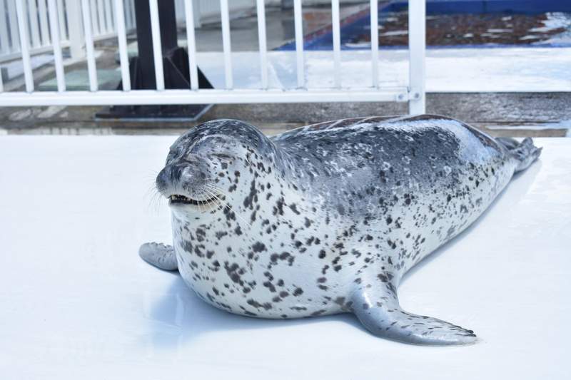 【啪啪啪】療癒特輯《狂拍肚皮的海豹》%%%%%%%我可以聽一整天都不覺得膩XD