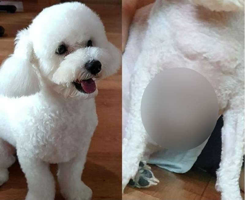 《有六塊肌的狗》以為毛小孩很胖帶去剃毛才發現是六塊肌猛狗阿w 《有六塊肌的狗》以為毛小孩很胖帶去剃毛才發現是六塊肌猛狗阿w