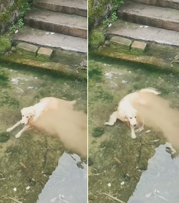 【有片】揉揉眼以為看錯《溶解的狗》這個太擬真差點以為就要化惹(⑉⊙ȏ⊙) 【有片】揉揉眼以為看錯《溶解的狗》這個太擬真差點以為就要化惹(⑉⊙ȏ⊙)