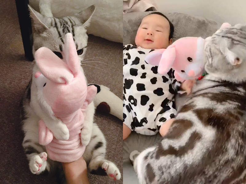 【有片】《喵星人玩膩的玩具也不給人玩》朕的東西就是朕的，就算玩膩了也不讓（叼走）