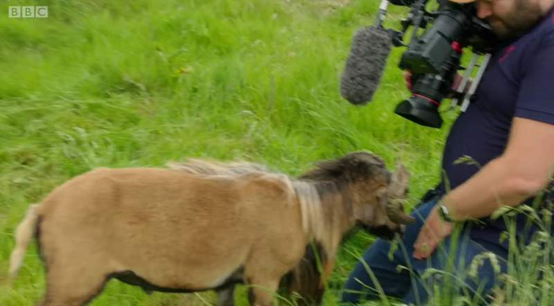 到底是在拍尛《綿羊怒撞攝影師下體》我沒有母羊你也別想碰女人