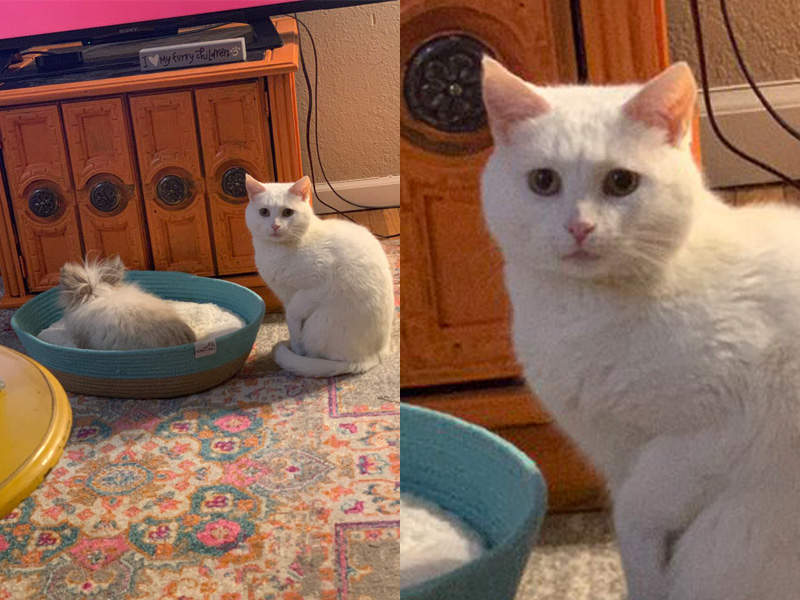 【有片】委屈巴巴《被兔子搶走床位的貓》喵星人「媽媽你看他啦...」