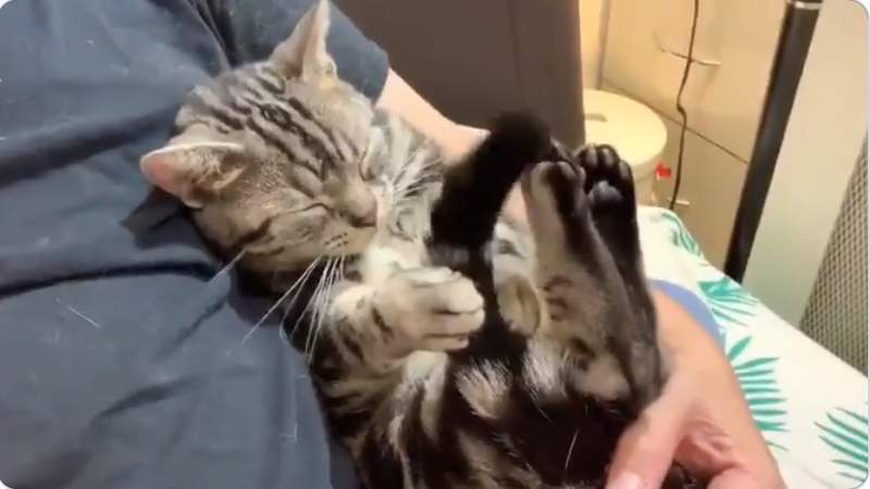 慢慢我會想睡...《貓的催眠術》第一次看到被自己尾巴催眠的貓咪ww 慢慢我會想睡...《貓的催眠術》第一次看到被自己尾巴催眠的貓咪ww