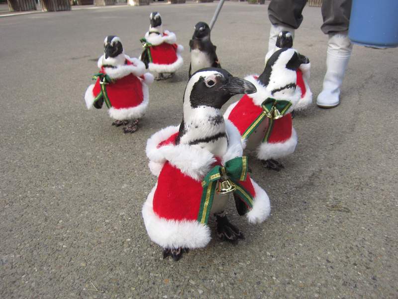 《聖誕企鵝逛大街》日本主題樂園超可愛聖誕活動,今年也萌翻推民惹❤ 《聖誕企鵝逛大街》日本主題樂園超可愛聖誕活動,今年也萌翻推民惹❤
